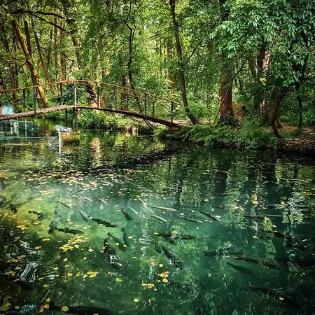 אורחן янтарная форель