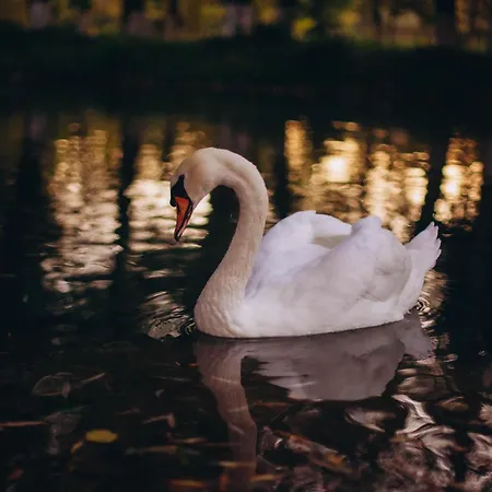 Inn янтарная форель